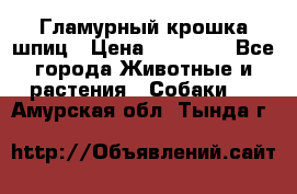 Гламурный крошка шпиц › Цена ­ 30 000 - Все города Животные и растения » Собаки   . Амурская обл.,Тында г.